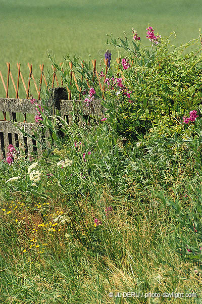 jardin - garden